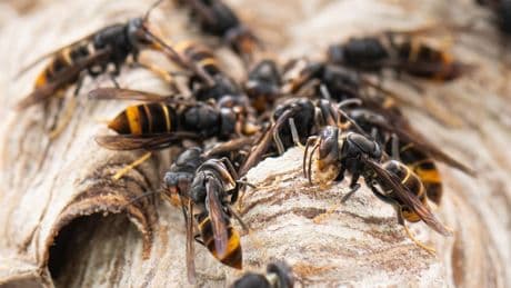 Invasive Art breitet sich immer mehr aus - Asia-Hornissen attackieren 12 Kinder