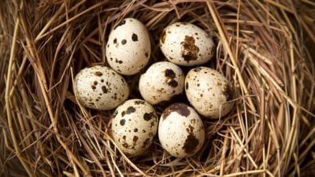 Ukraine-Krieg: Vögel bauen Nester aus Drohnen-Material