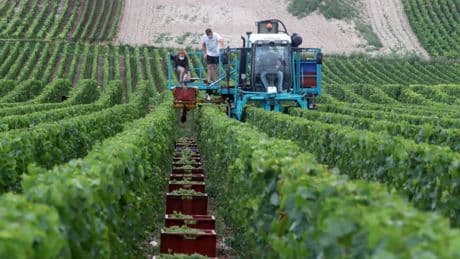 Champagne : face à l’incertitude, la profession baisse le quota pour la vendange 2025
