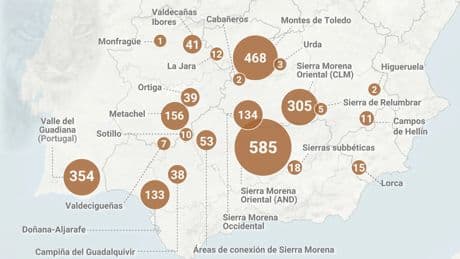 La población de lince ibérico alcanzó un nuevo récord en 2024 con 2.401 ejemplares censados