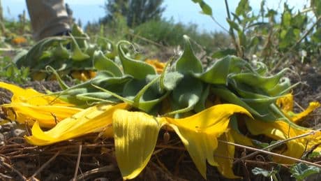 West Kelowna winery cleaning up destroyed sunflowers