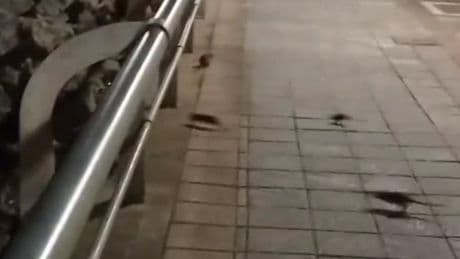 Plaga de ratas en el Puerto Deportivo de Getxo