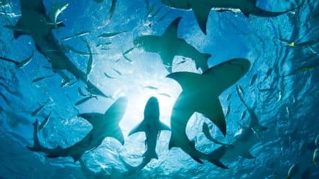 Central And South American Pacific Sharks Face A Conservation Crisis