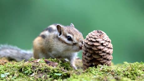 USA: Person wohl beim Camping mit Pest infiziert