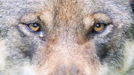 Anzeige nach Wolfsbeschuss: Wolf im Ilm-Kreis illegal angeschossen - Anzeige