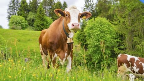 Alltagsfrage - Geben Kühe, die Namen haben, mehr Milch?