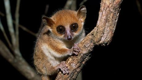 L’UICN dévoile la liste des 25 primates les plus menacés au monde