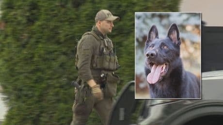 Man charged after police dog stabbed in Richmond, B.C.