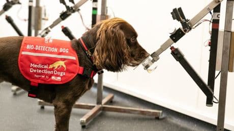 The disease detection dogs who can sniff out cancer, Parkinson’s and even malaria