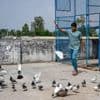 Pourquoi des pigeons se retrouvent-ils au cœur du conflit entre l’Inde et le Pakistan ?