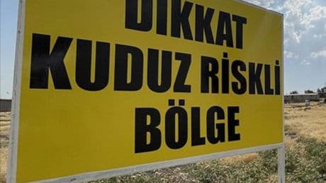 Hatay'da kuduz alarmı!