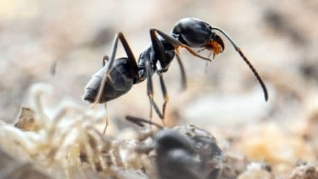 Neue Ameisenart in Darmstadt: Invasive Insekten verursachen Ausfall von Strom und Internet