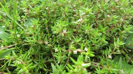 Deel strand Terschelling afgesloten vanwege watercrassula