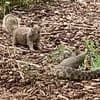Squirrel and rattlesnake caught in brutal life-or-death battle - until clutch move saves the day
