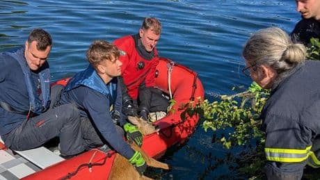 Tierrettung: Feuerwehrleute retten junges Reh aus Kanal