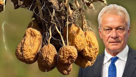 Agrarminister schlägt Ernte-Alarm - Mini-Insekt bedroht unsere Kartoffeln