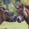 Paarden gebruiken gezicht om speelgedrag en nieuwsgierigheid te tonen
