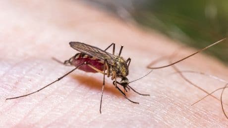 Nie wieder Stiche: Wie Sie ein Anti-Mückenspray herstellen