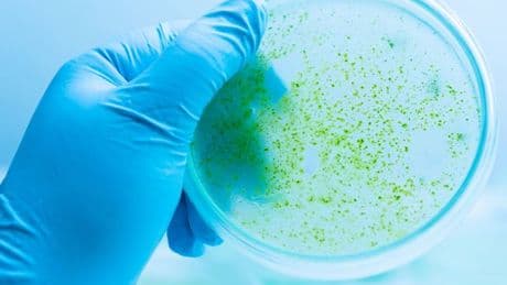 Warning issued as common toxic substance could 'kill dog in minutes'