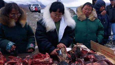 A Biologist Reveals The Human Groups That Come Closest To A ‘Hypercarnivore Diet’ (Getting More Than 70% Of Their Calories From Meat)