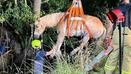 Lage bei Bielefeld: Feuerwehr hebt feststeckendes Pferd aus Bachlauf
