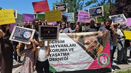 “Çözüm basit, günde 11 kısırlaştırma”