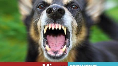 Rabies symptoms: 'Tingling' pain that could be a sign of deadly infection after Brit woman dies