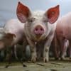 Lebensmittel: Warteschleife für das staatliche Tierhaltungslogo