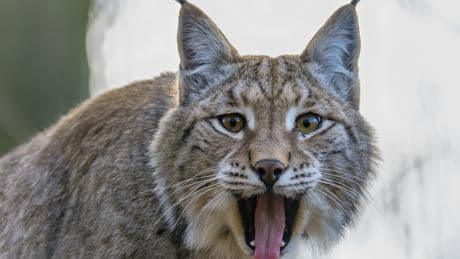 Report: 'Lynx will prey on lambs if released in Scotland'