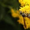 Saskatchewan’s bugs aren’t showing signs of leaving anytime soon