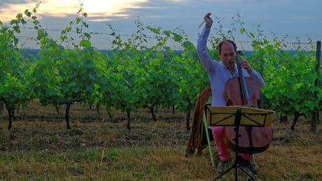 Agenda – Les mardis musicaux au cœur des vignes