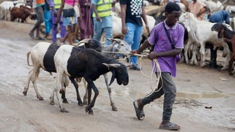 Muslims look forward to the annual Eid feast. Many Africans are now struggling to afford it