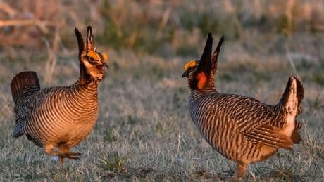 Trump Officials Ask Texas Court to End Protections for Lesser Prairie Chicken