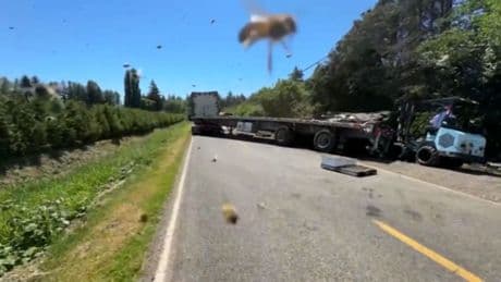 Rettungseinsatz mit Haken: Transporter verliert 250 Millionen Bienen bei Unfall