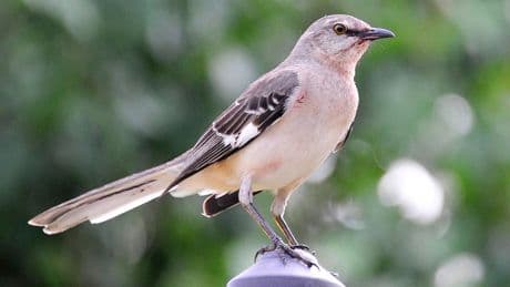 One Tech Tip: Ditch the chatbots and take your AI nature apps on a birdwatching hike