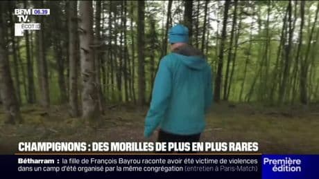 Moins d'eau, moins d'arbres… Les morilles de plus en plus rares