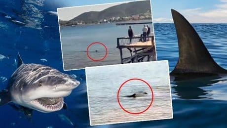 Önce Antalya şimdi de Muğla… Kıyılarda köpek balığı korkusu! Türkiye’de hangi türler nerelerde bulunuyor? | ‘Sahillerde köpek balığı görülmesi artık kaçınılmaz, çünkü…’