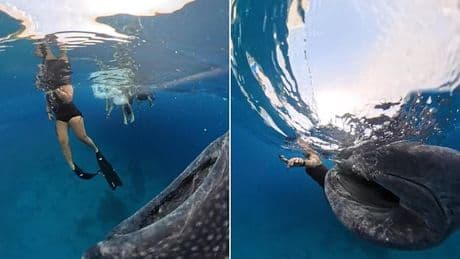Terrifying moment snorkeller panics, thinking she is about to be EATEN by a huge shark