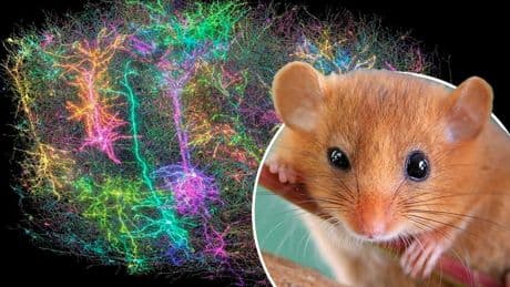 Genauste Hirn-Karte jemals - Forscher entdecken Gedanken-Galaxien in Maus-Kopf