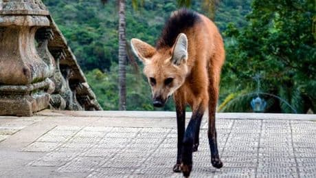 Silhouette rousse et pattes interminables, le lobo-guara, ou loup à crinière du Brésil, une icône nationale en danger