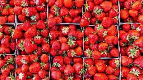 Simple thing can keep strawberries fresh 'for up to two weeks', expert claims