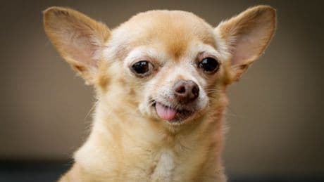 Chihuahua rushed to vet after taking cocaine and fentanyl