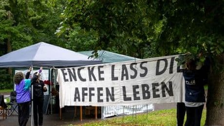 Nürnberg: Zoo-Direktor erhält Morddrohungen nach Pavian-Tötung