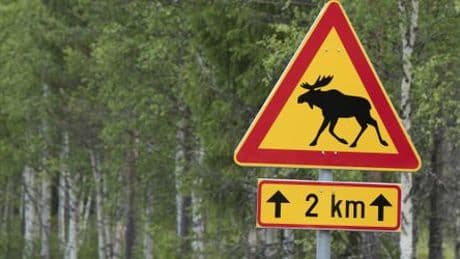 Elche wandern durch Schweden, Millionen gucken zu