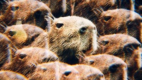 Le capybara, nouvelle star des réseaux sociaux