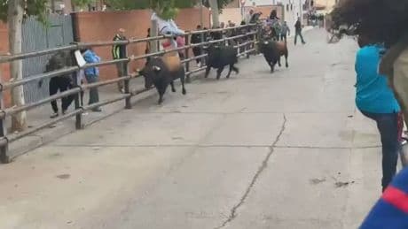 Susto en un encierro en Alcalá del Júcar al escaparse un toro y sembrar el caos: hay tres heridos
