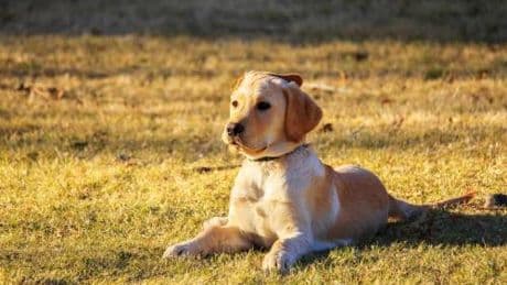 La donna che si identifica come cane