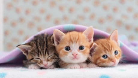 Kitten Season Boosts Need For Volunteers To Help By Fostering Kittens