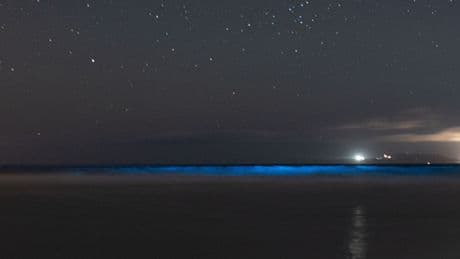Estas son las playas de España donde el mar brillará gracias a la bioluminiscencia