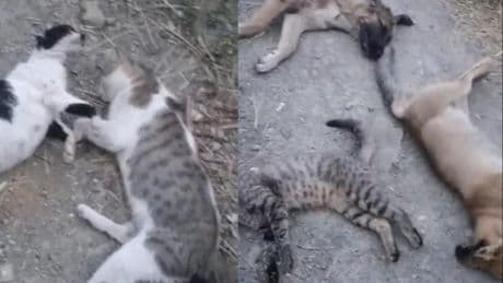 Bu görüntüler Yüksekova'dan... Sokakta ne kadar hayvan varsa öldürmüşler